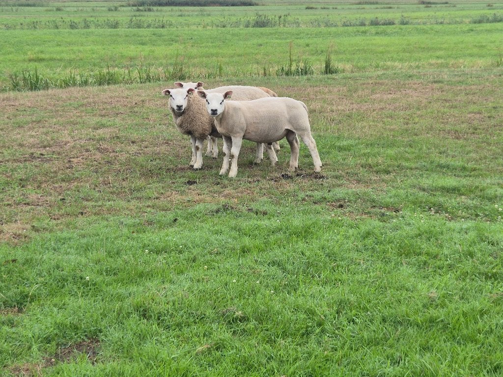 Ramlammeren Engelse texelaar, Dieren en Toebehoren, Mannelijk, Schaap, 0 tot 2 jaar