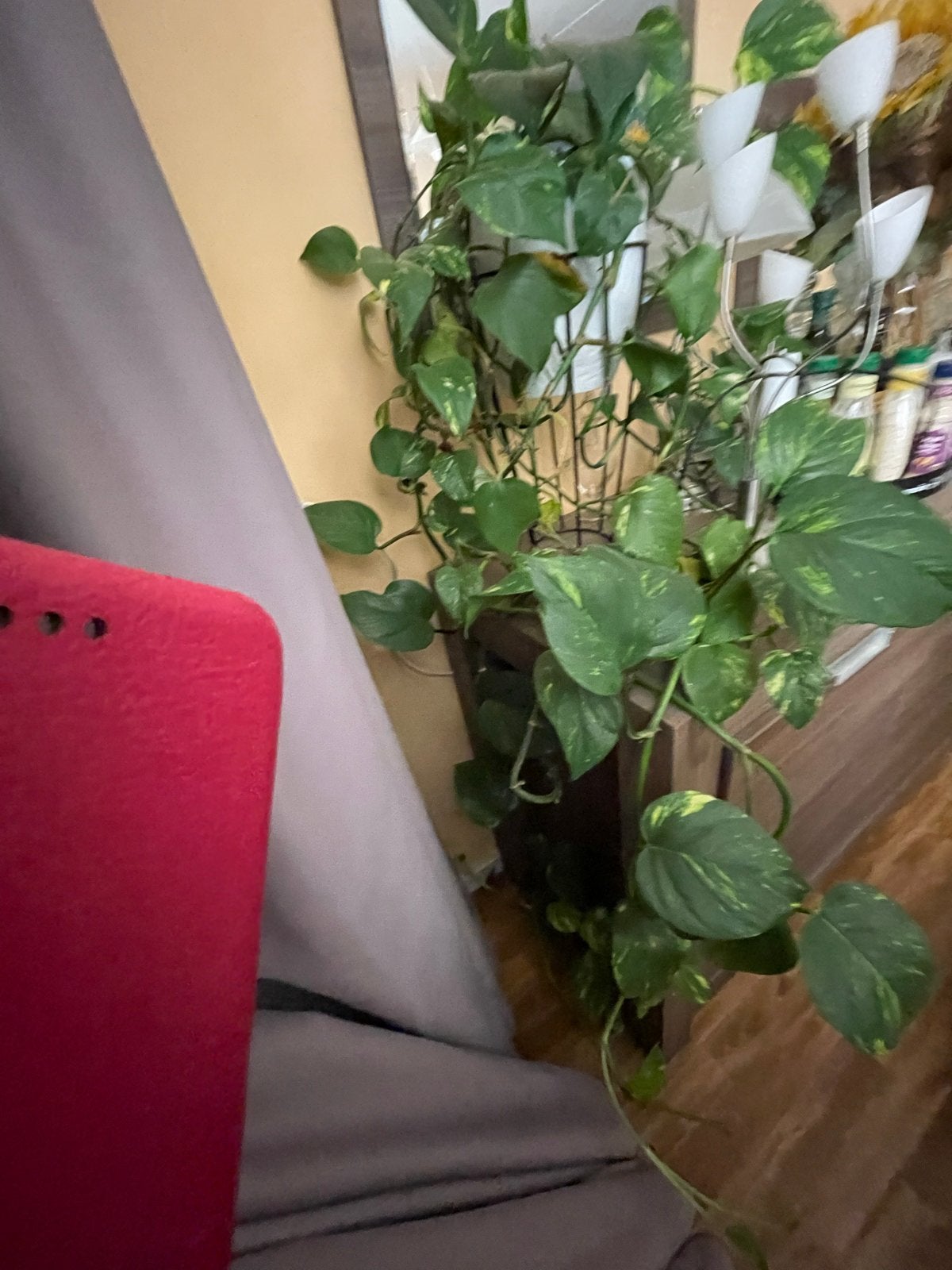 Grote Epipremnum Aureum (Scindapsus) kamerplant, Ophalen, Overige soorten, Halfschaduw, In pot