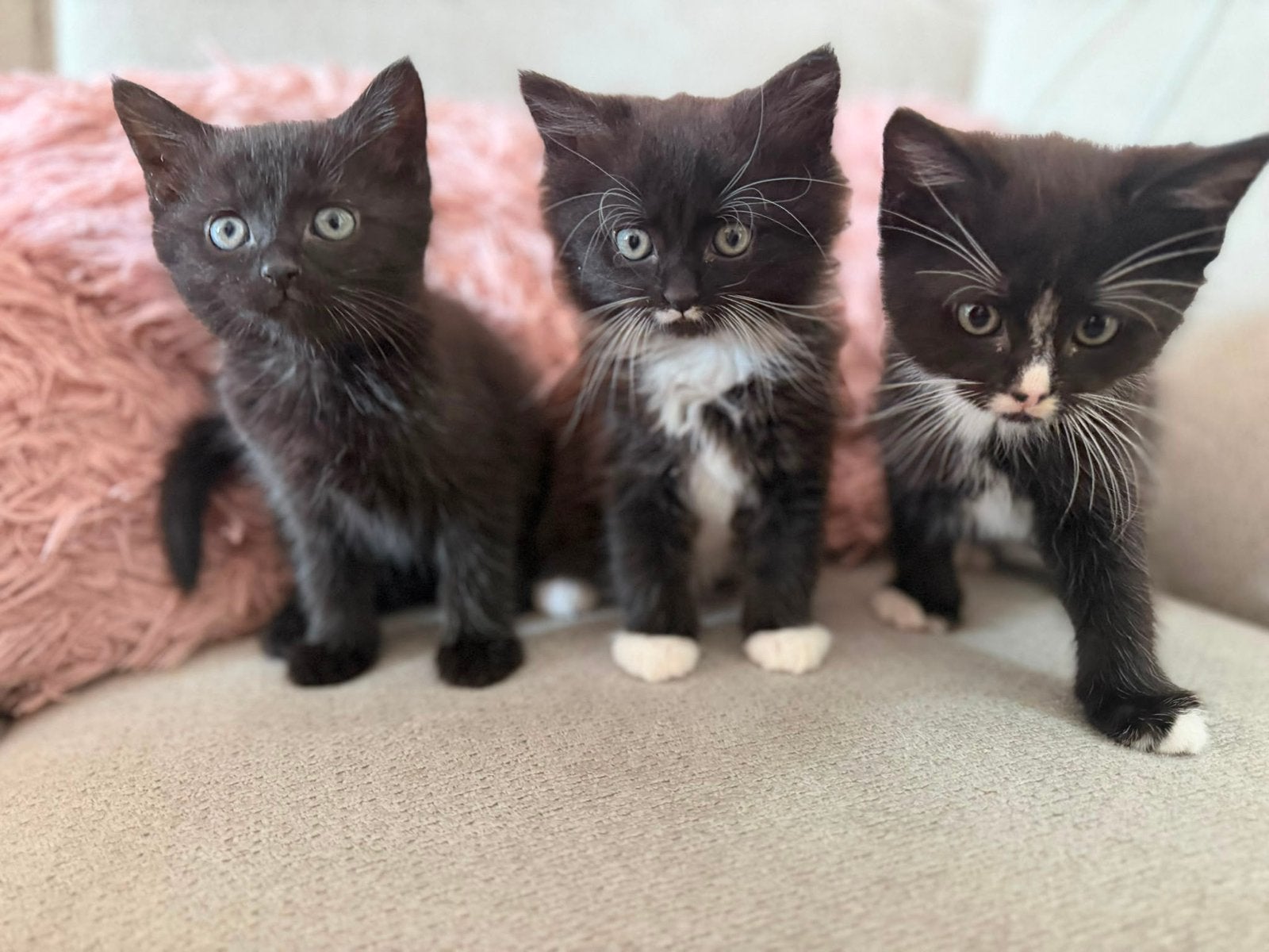 Kittens britse langhaar&tuxedo te koop, Dieren en Toebehoren, Katten en Kittens | Overige Katten, Meerdere dieren