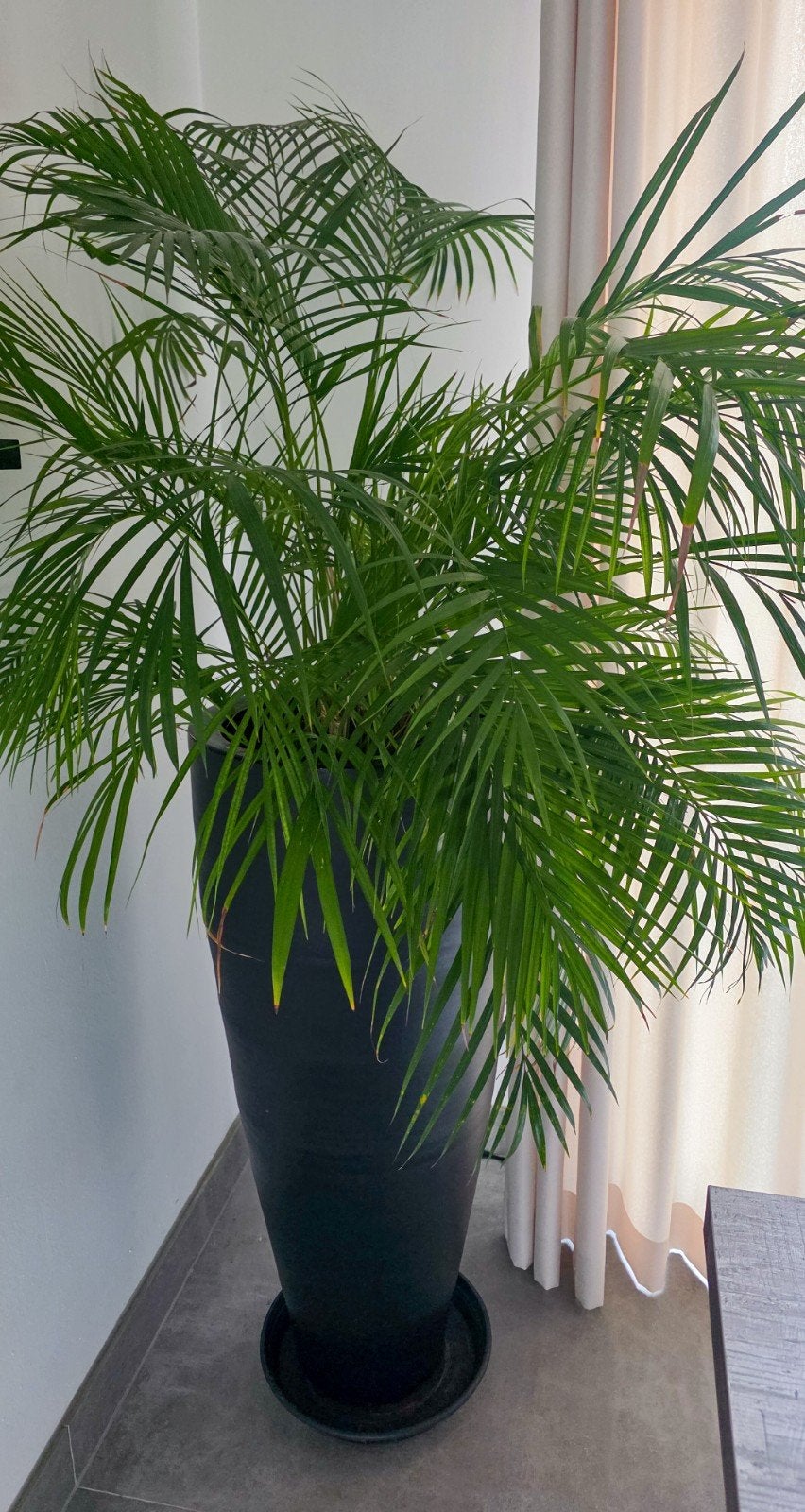 Mooie palm in stenen pot, Ophalen, Halfschaduw