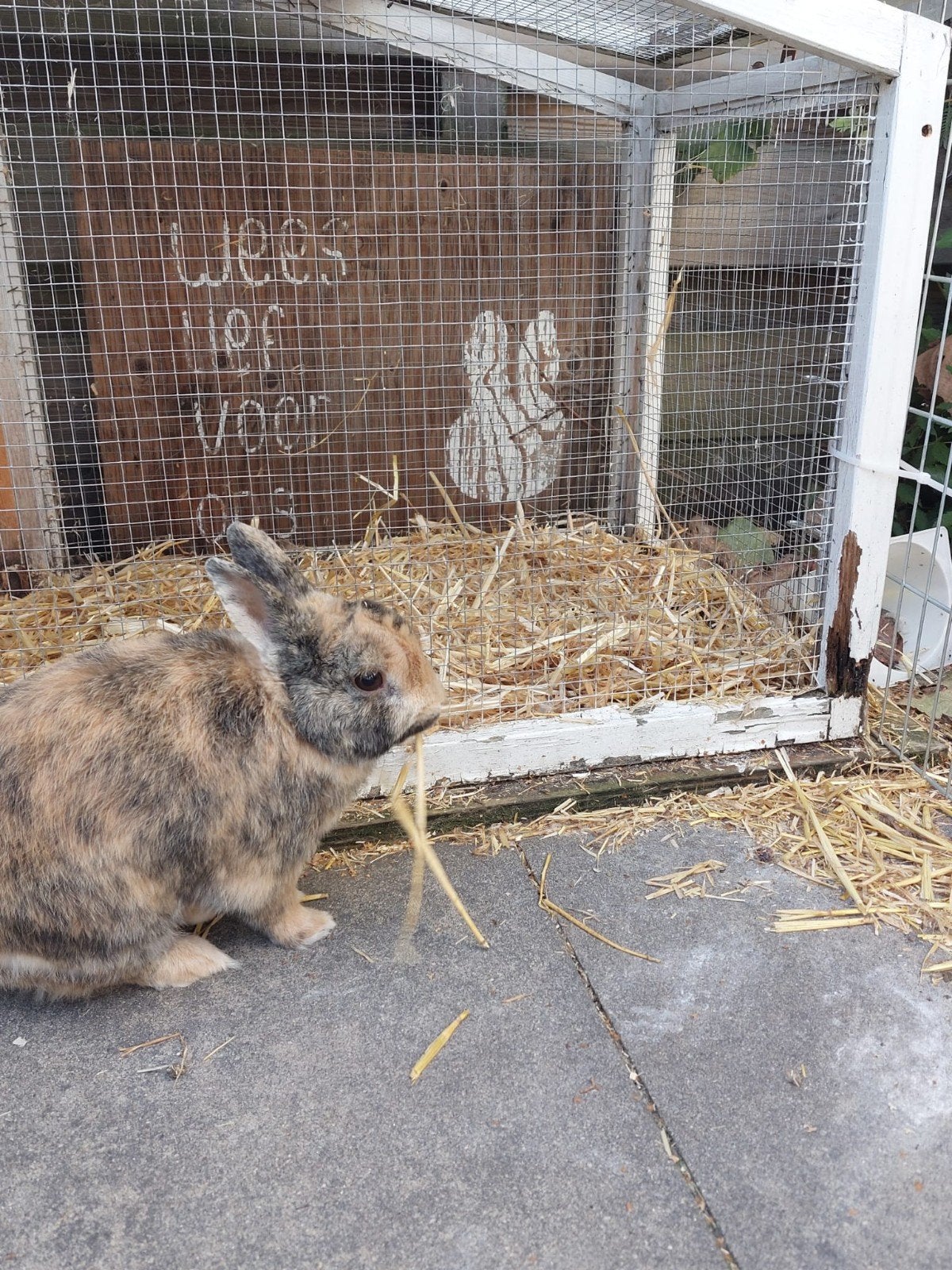 Konijn te koop, Dieren en Toebehoren, Mannelijk, Middelgroot, 3 tot 5 jaar