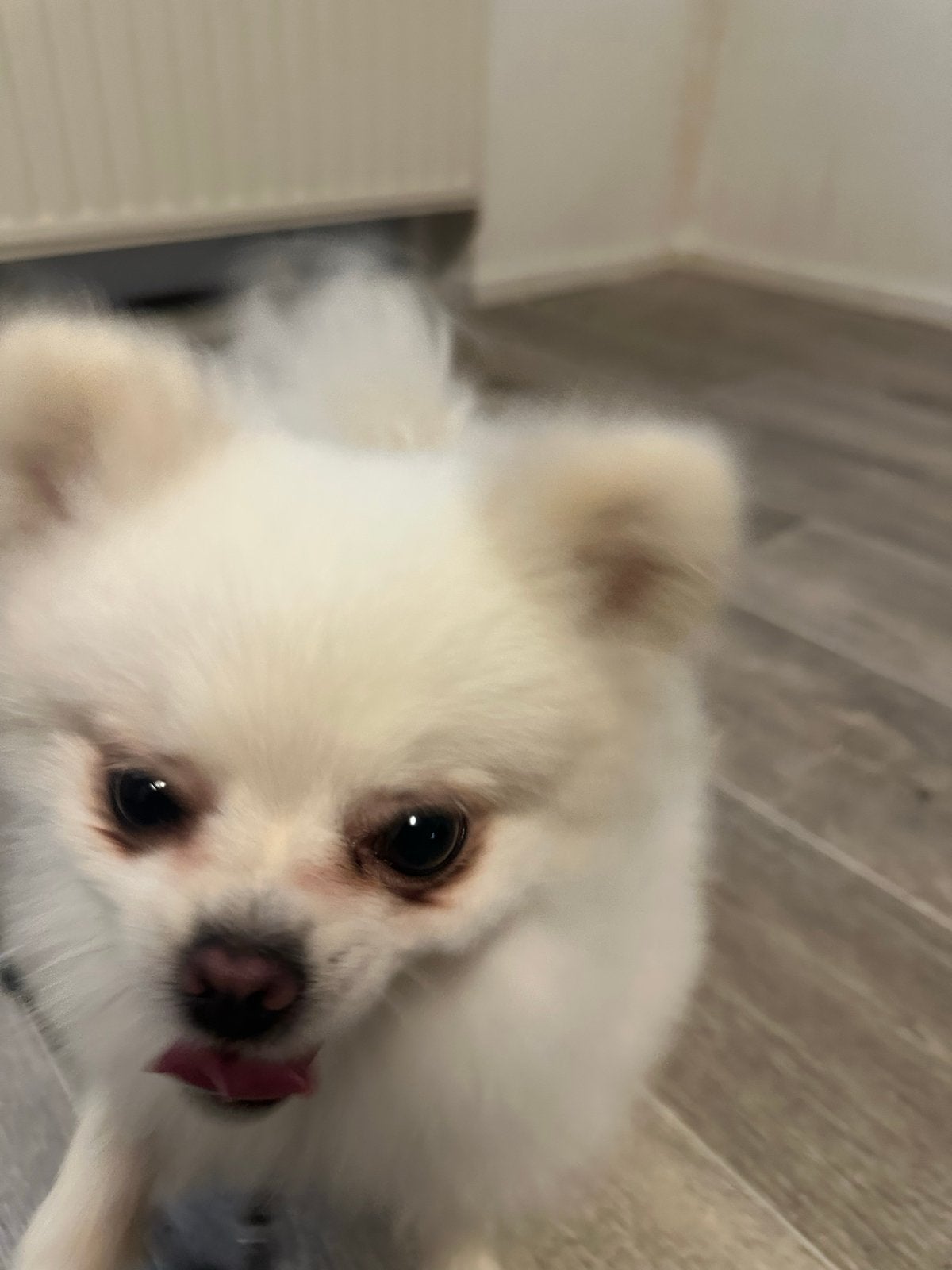 1 jaar oud hondje, Dieren en Toebehoren, Rabiës (hondsdolheid), 15 weken tot 1 jaar, Geslacht onbekend, Eén hond