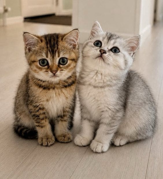Britse Korthaar Kittens Stamboom 🍀 Direct Ophalen! 🐾, Dieren en Toebehoren, Poes, Met stamboom, 0 tot 2 jaar