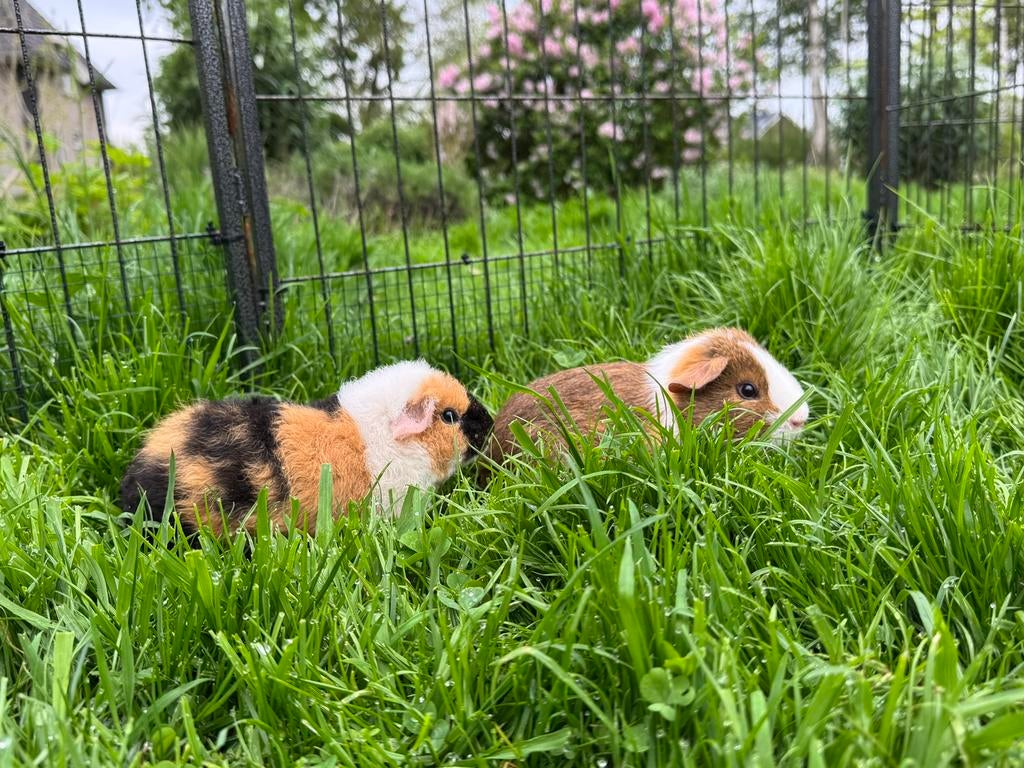 Leuk koppel beertjes Tim en Diesel, Dieren en Toebehoren, Knaagdieren, April, Mannelijk, Cavia