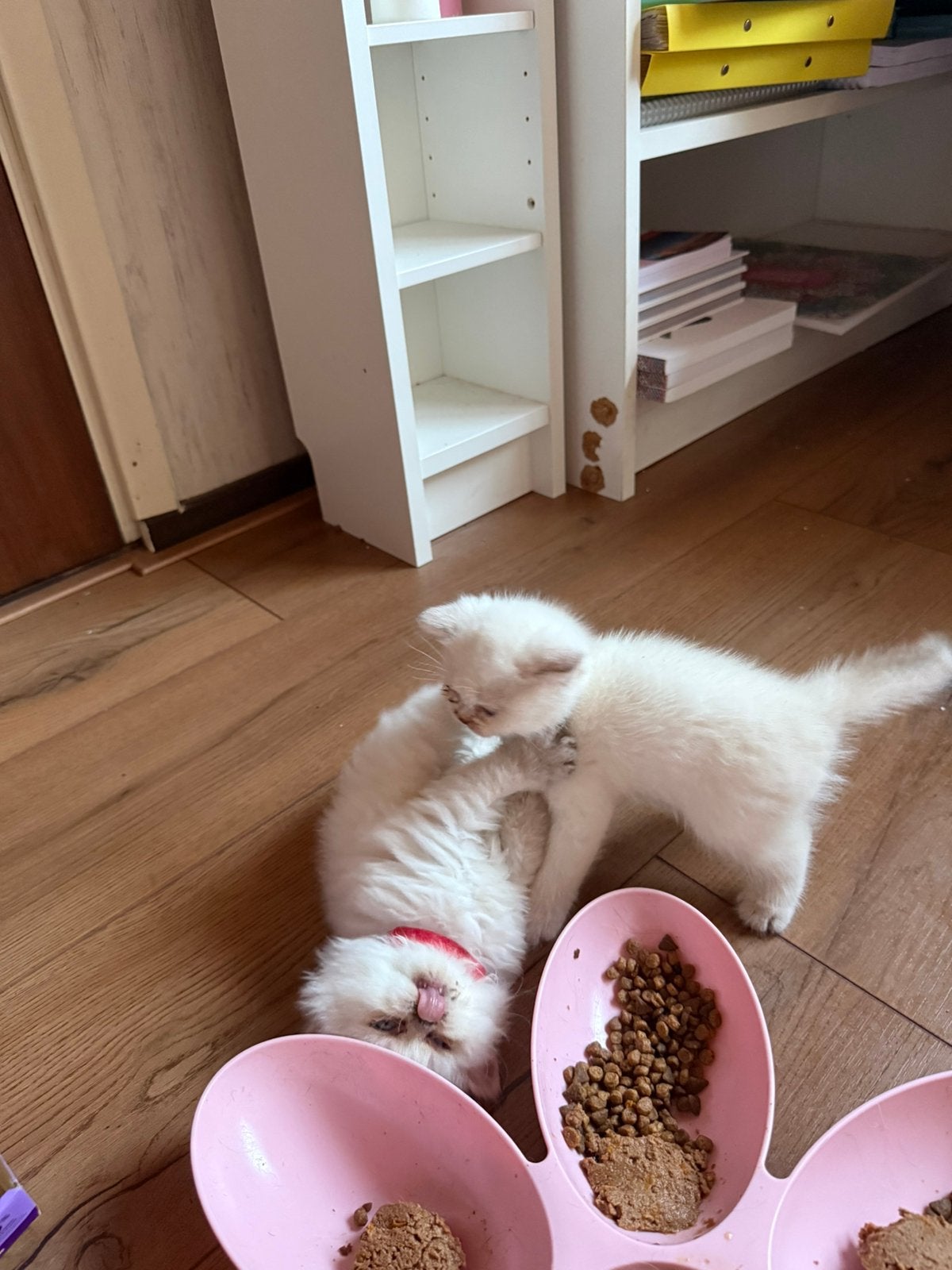 Prachtige Britse Korthaar kittens beschikbaar!, Meerdere dieren