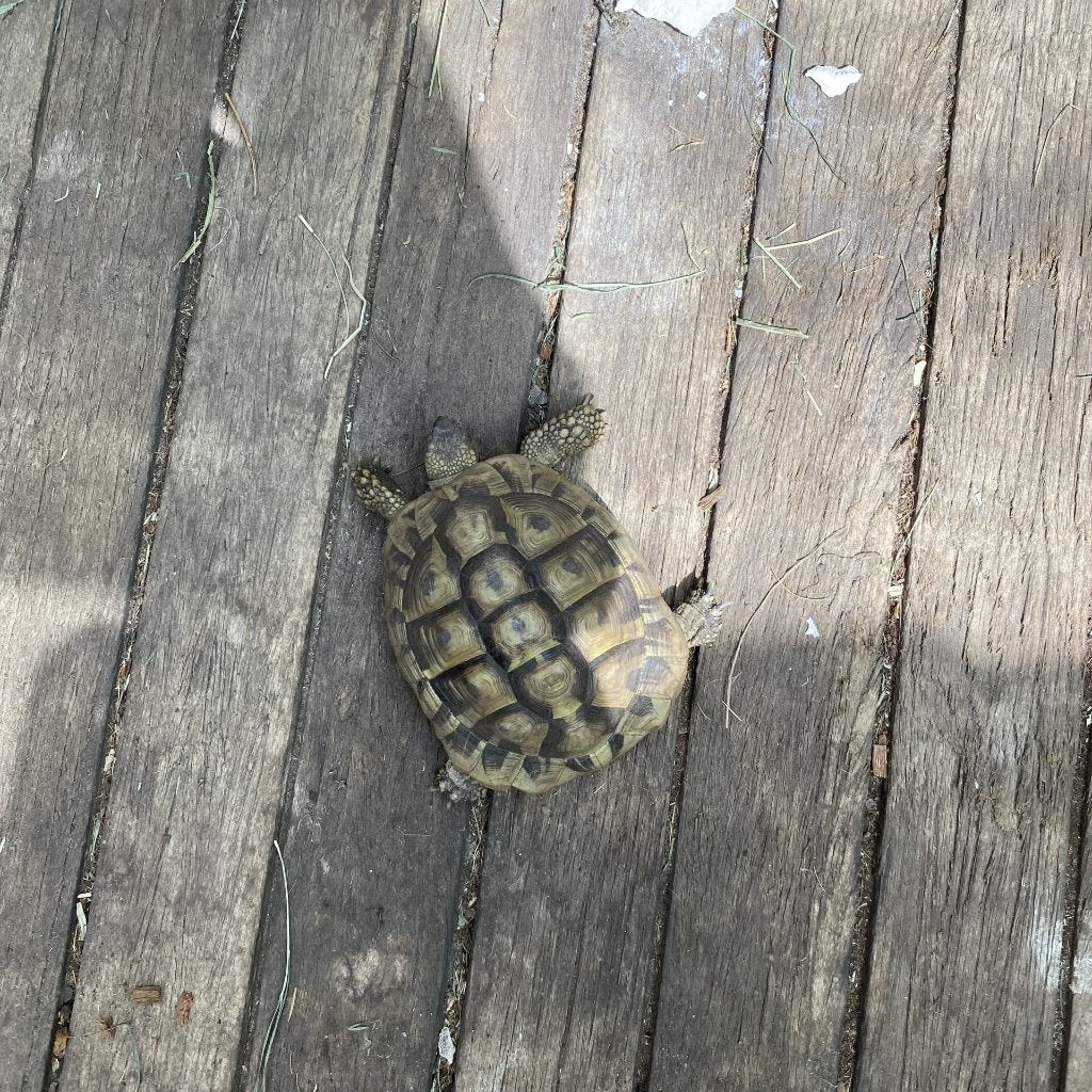 Griekse landschildpad van 2016, Dieren en Toebehoren, Reptielen en Amfibieën, Schildpad, 11 jaar of ouder