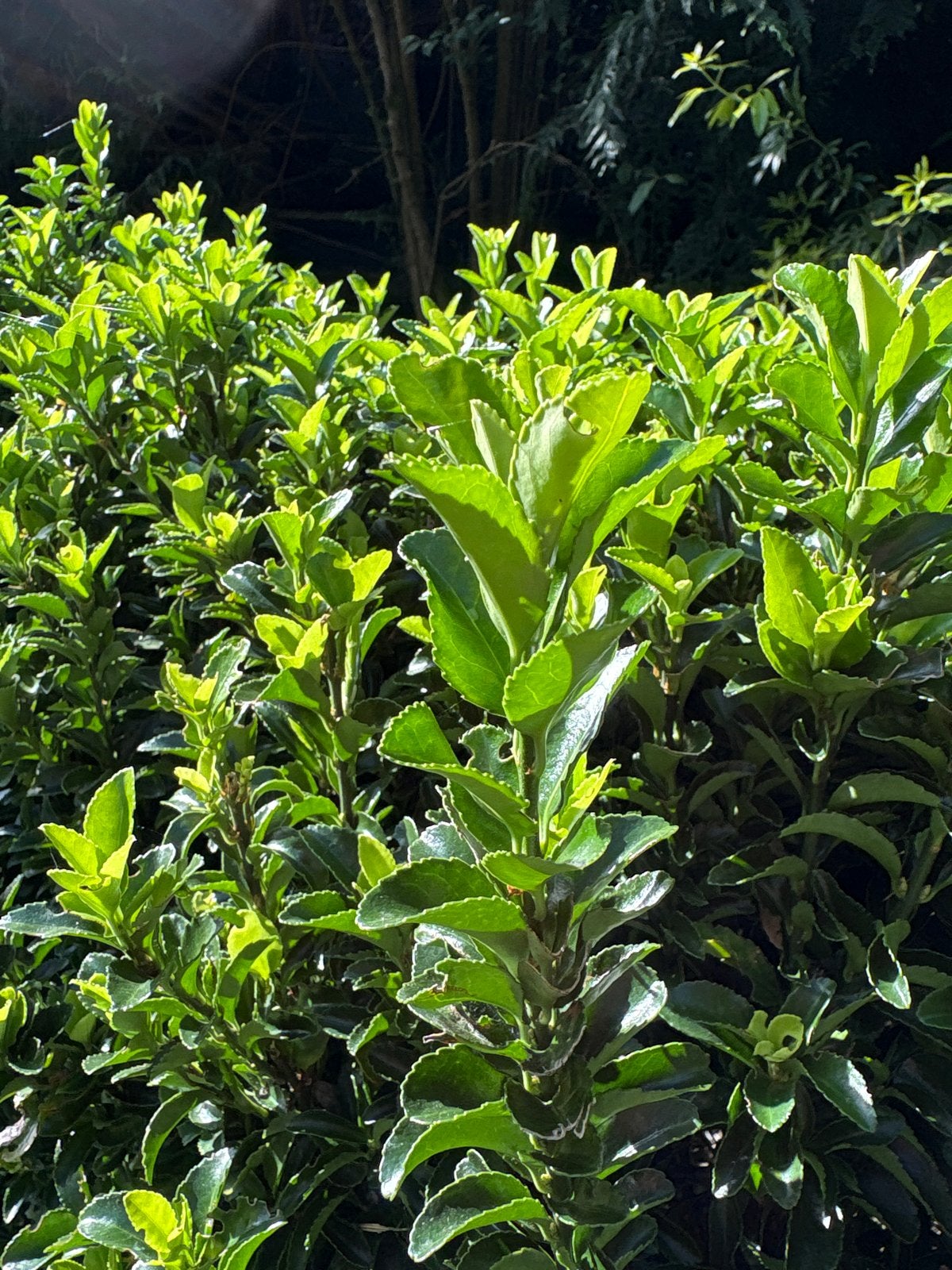 Haagje - Buxus of Japanse Hulst, Overige soorten, Volle zon, Vaste plant, Ophalen of Verzenden