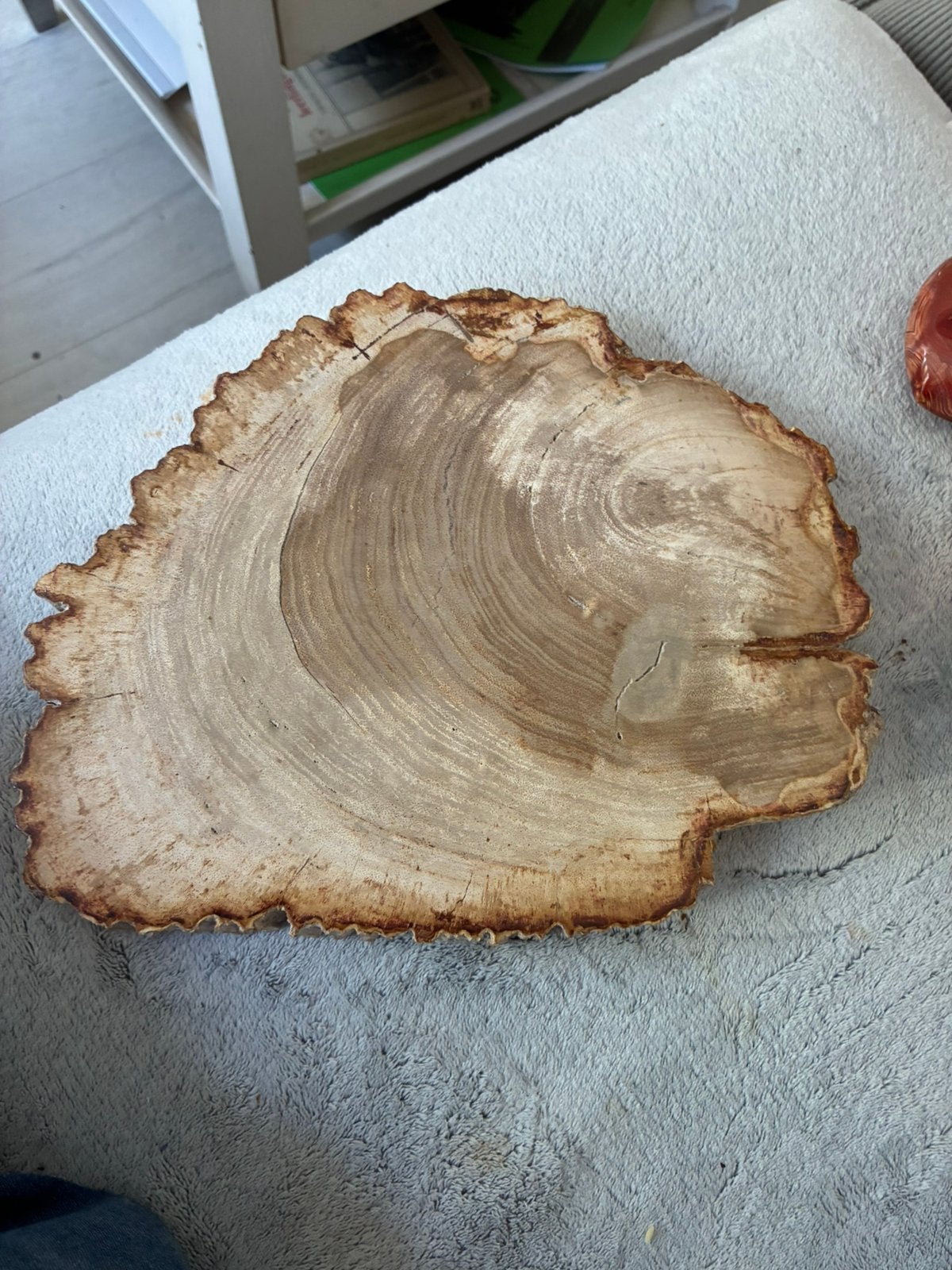Prachtig stuk versteend hout ., Verzenden, Fossiel