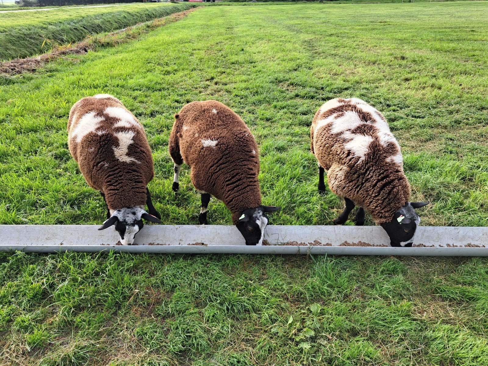 te koop beste bonte dekrammen, Mannelijk, Schaap