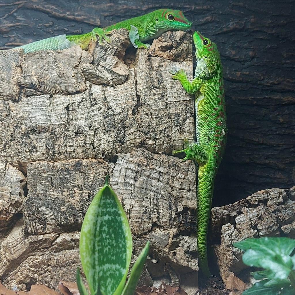 Koppel Madagascar reuze daggekkos, Dieren en Toebehoren, Reptielen en Amfibieën, Hagedis, 3 tot 6 jaar