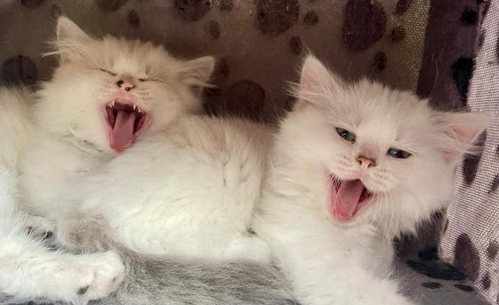 Prachtig ragdoll/ pers kittens, Dieren en Toebehoren, Katten en Kittens | Raskatten | Langhaar, Meerdere dieren, Ontwormd, 0 tot 2 jaar