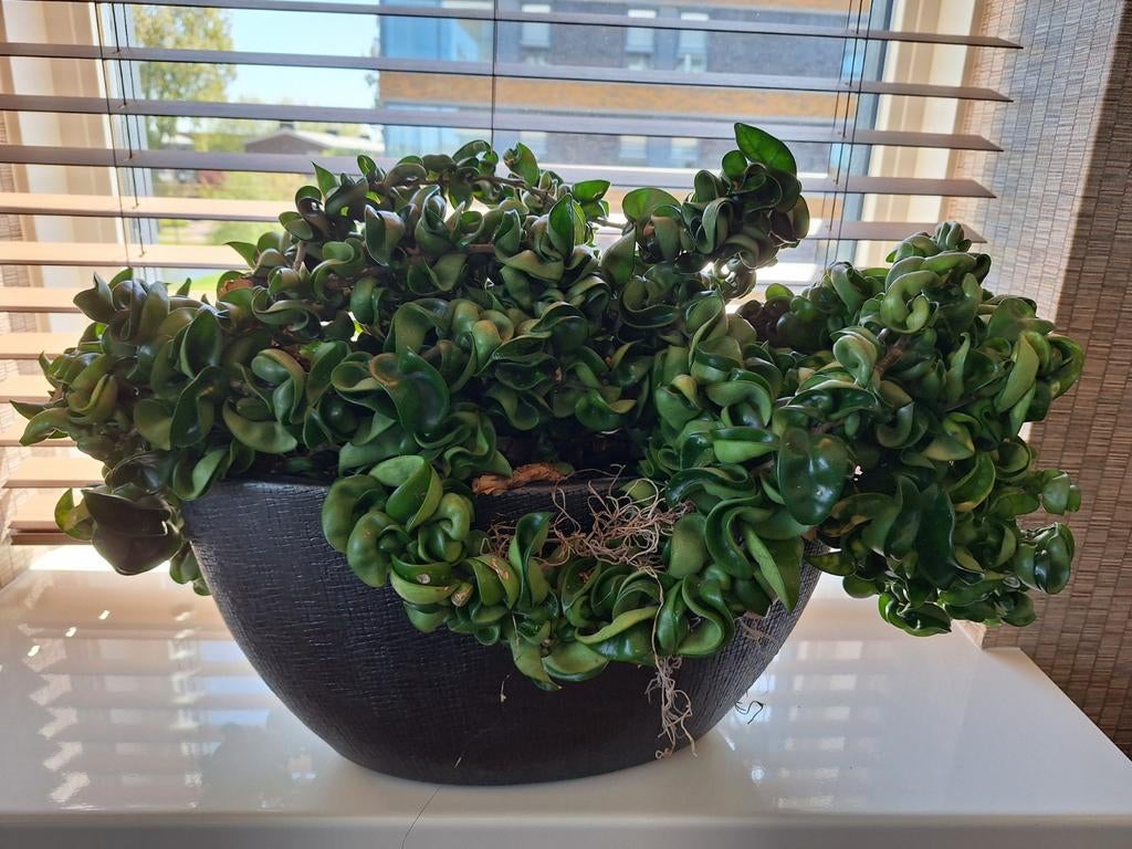 Hoya carnosa compacta, Ophalen of Verzenden, Halfschaduw, Minder dan 100 cm