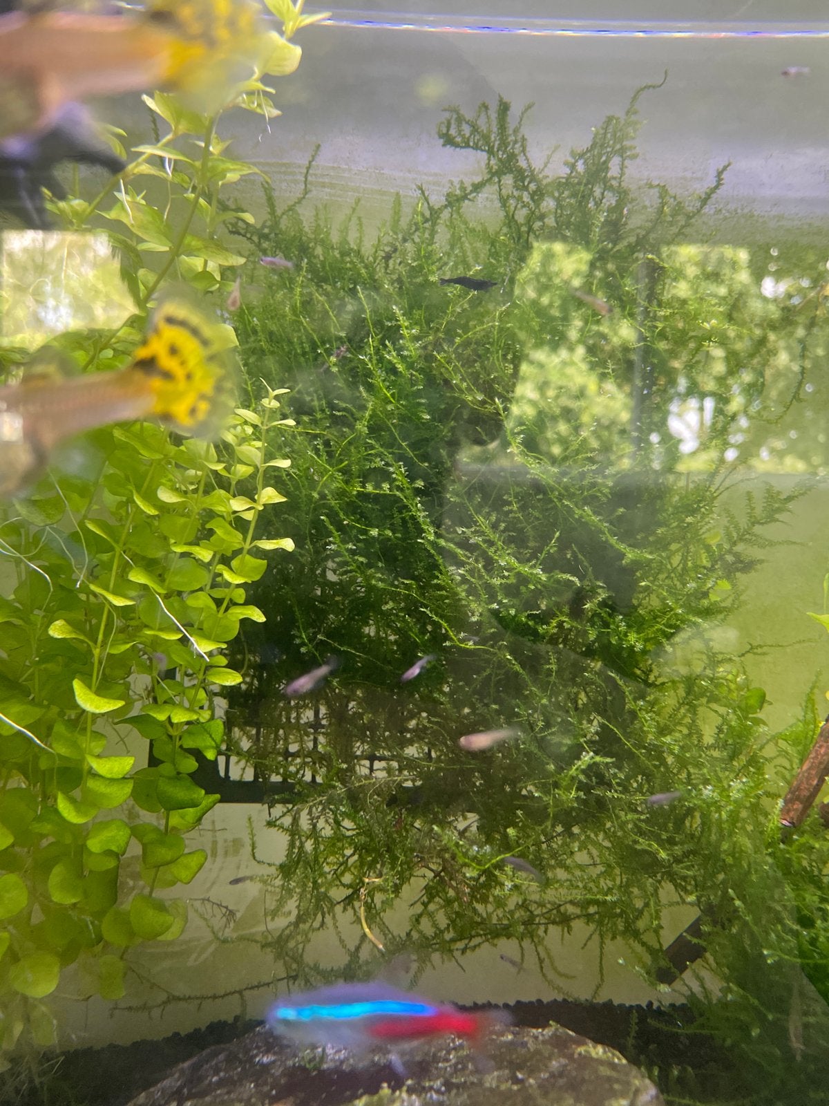 Mooie gekleurde baby guppen, Dieren en Toebehoren, Vissen | Aquariumvissen, Vis, Zoetwatervis, Schoolvis