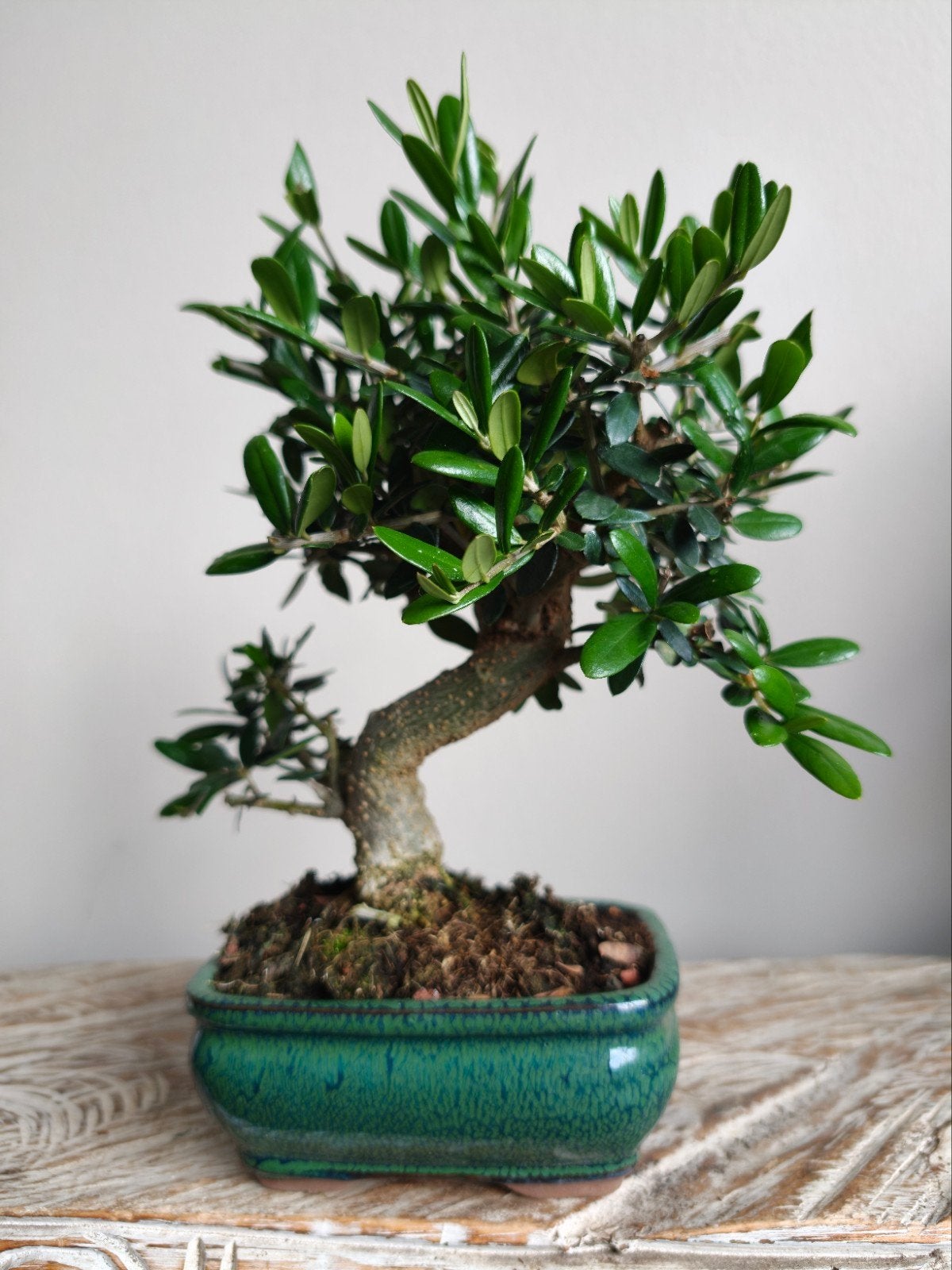 Olea Europaea 'Olijf' Bonsai, Volle zon, Bloeit niet, Minder dan 100 cm, Overige soorten