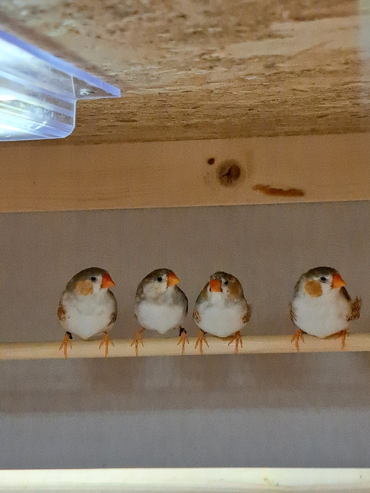 Te koop jonge zebravinken witborst grijs mannen, Mannelijk
