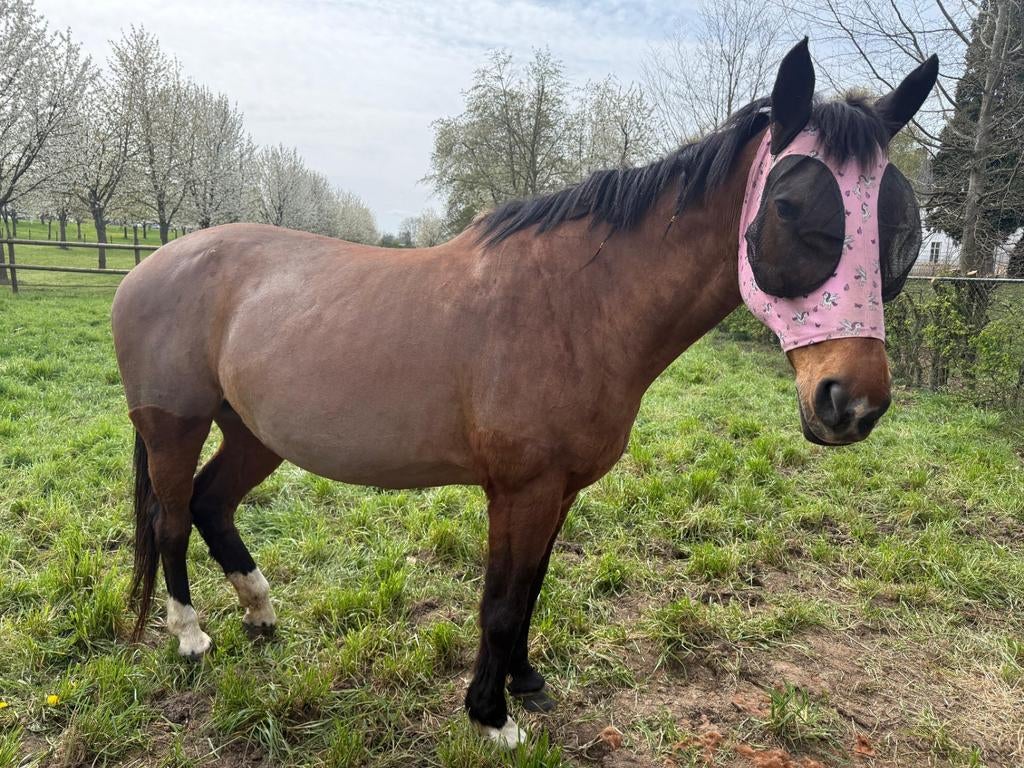 Weidemaatje gezocht
