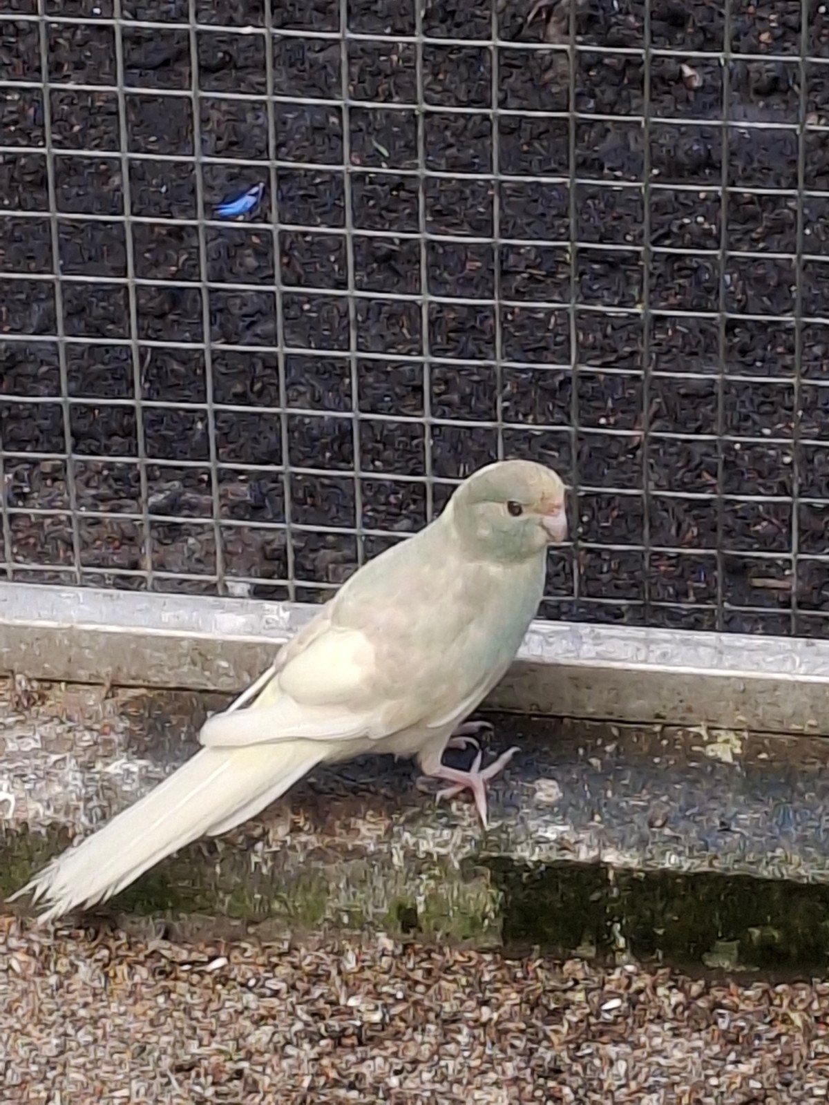 Kakariki, Dieren en Toebehoren, Vogels | Parkieten en Papegaaien, Meerdere dieren, Parkiet
