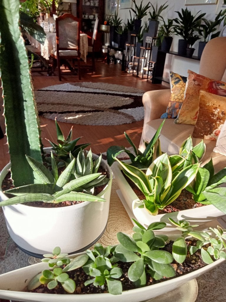 Set van vetplanten, Ophalen, Halfschaduw, Minder dan 100 cm