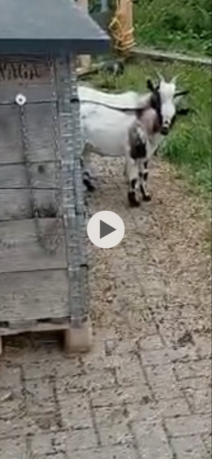 2 geitenbokjes gratis afhalen, Mannelijk, Geit