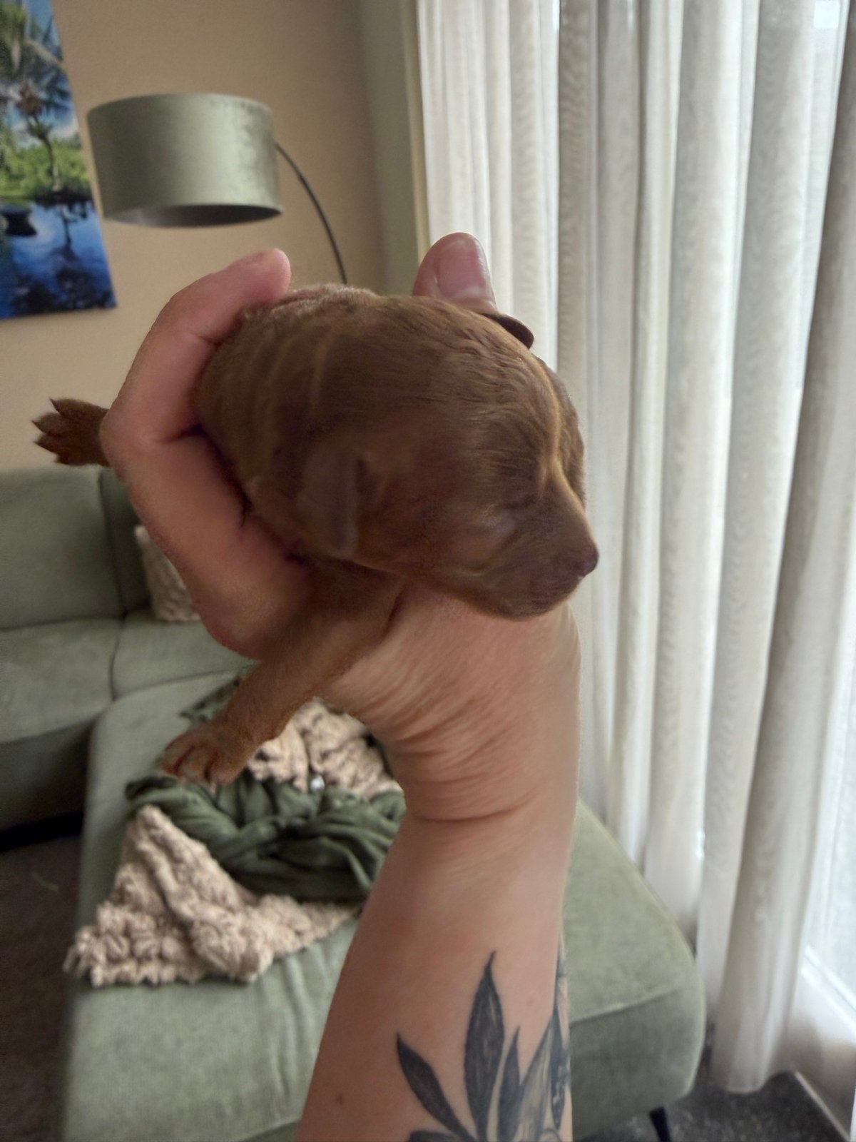 Mooie toy poedels pup, Dieren en Toebehoren, Honden | Niet-rashonden, Parvo, Reu, 8 tot 15 weken, Eén hond