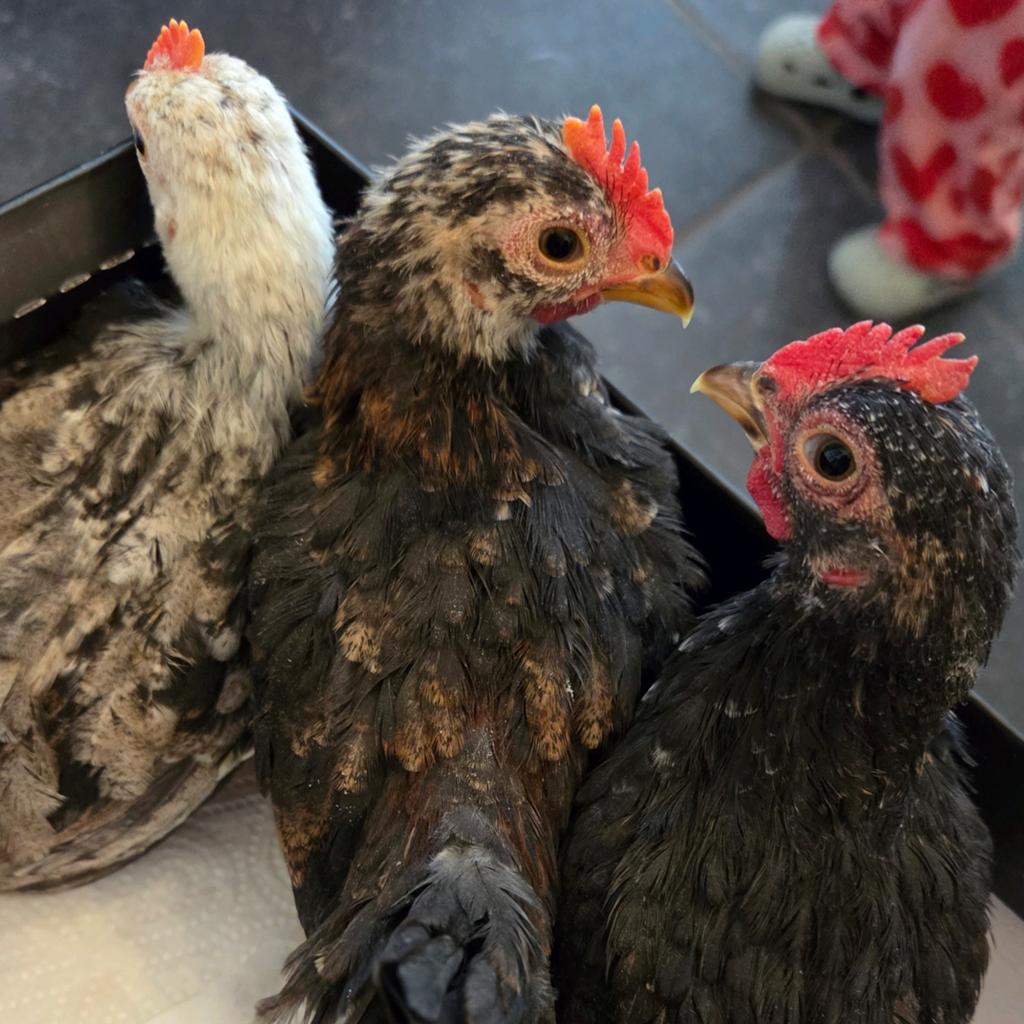 3 hele mooie, super tamme Serama haantjes 6 weken!, Dieren en Toebehoren, Mannelijk, Kip