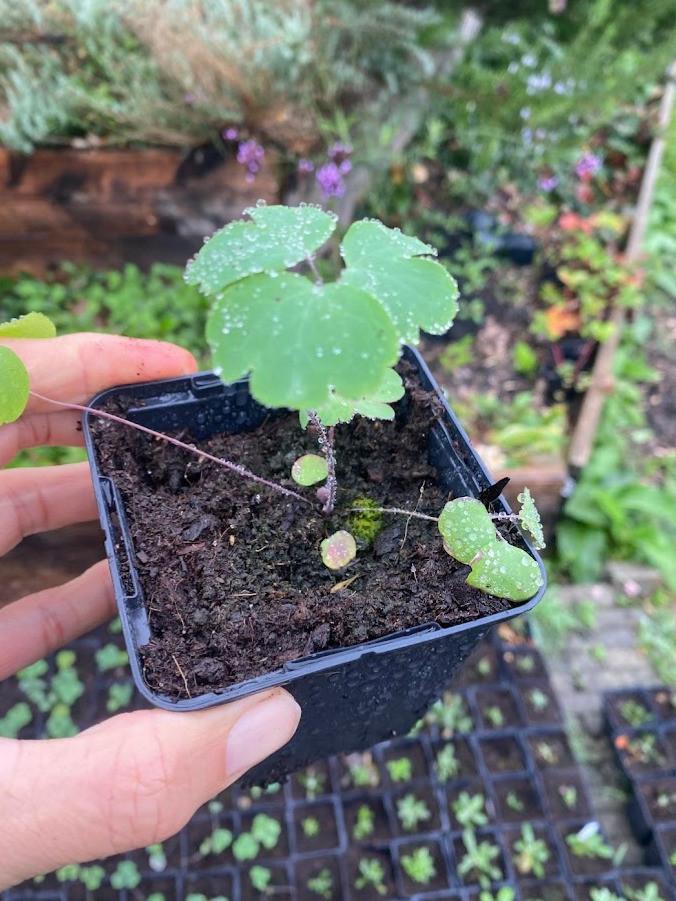 Wilde akelei, inheemse vaste plant, bio zaad&potgrond, Volle zon, Vaste plant, Lente, Ophalen