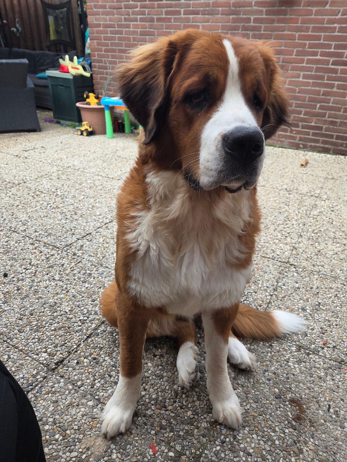 Sintbernard x Berner Sennen, 1 tot 2 jaar, Teef, Eén hond, CDV (hondenziekte)