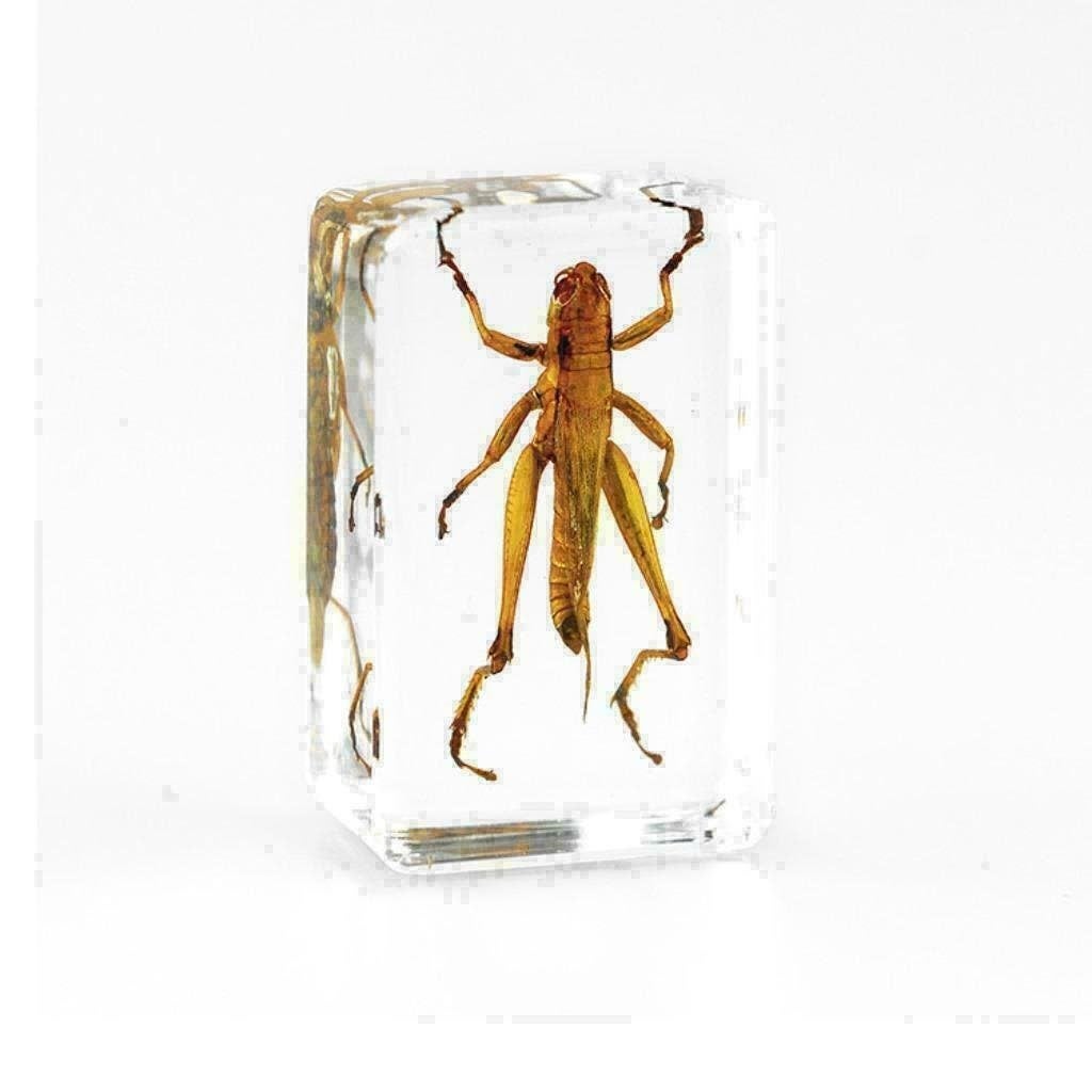 Hars insect, Sprinkhaan in hars, 100% helder hars, Verzamelen, Ophalen of Verzenden, Nieuw, Insect, Opgezet dier