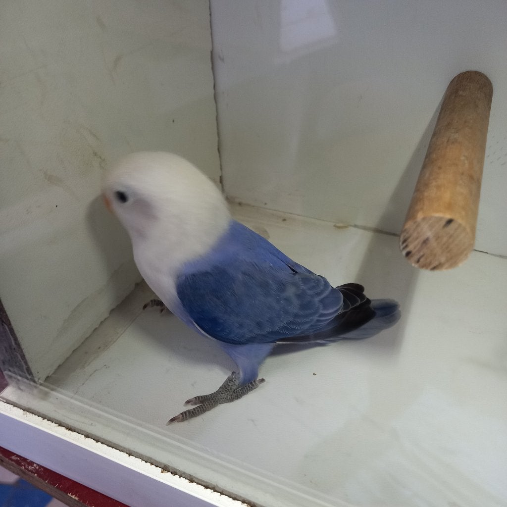 Fischeri, Geslacht onbekend, Dwergpapegaai of Agapornis, Geringd