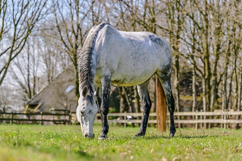 Fokmerrie, Merrie, Met stamboom, M, Dressuurpaard