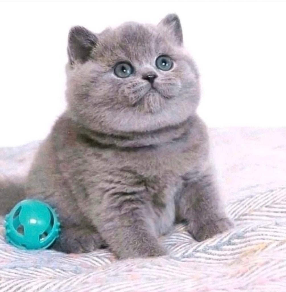 Britse Korthaar (BKH), Britse Korthaar kittens., Dieren en Toebehoren, Katten en Kittens | Raskatten | Korthaar, Meerdere dieren