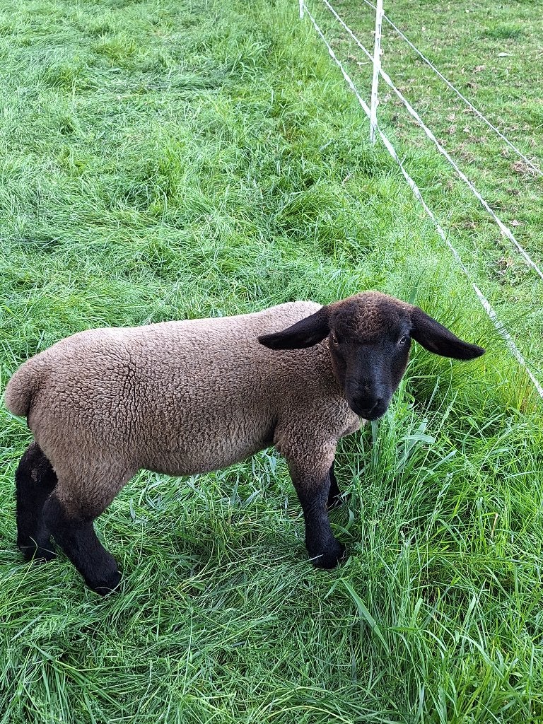 Suffolk Ramlammeren, Dieren en Toebehoren, Schapen, Geiten en Varkens, Mannelijk, Schaap, 0 tot 2 jaar