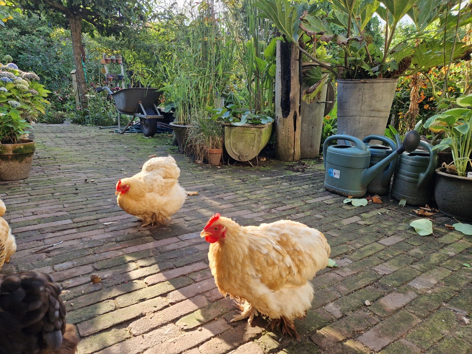 Gratis: mooie cochin kriel haan en 2 kippen, Dieren en Toebehoren