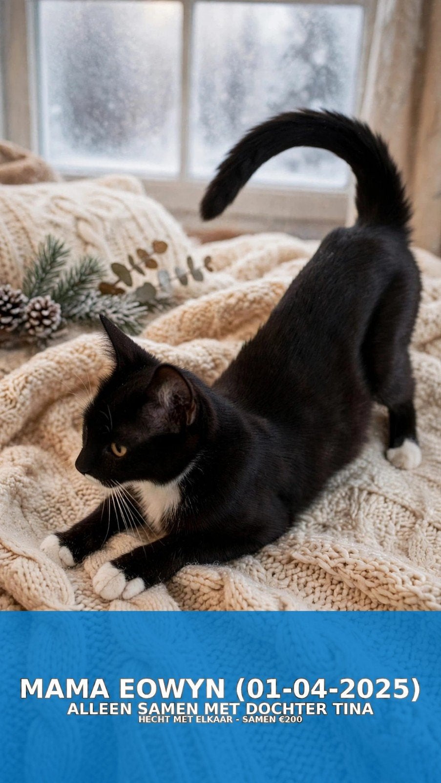 Kittens: kruising Europees Korthaar met Maine Coon, Meerdere dieren, 0 tot 2 jaar
