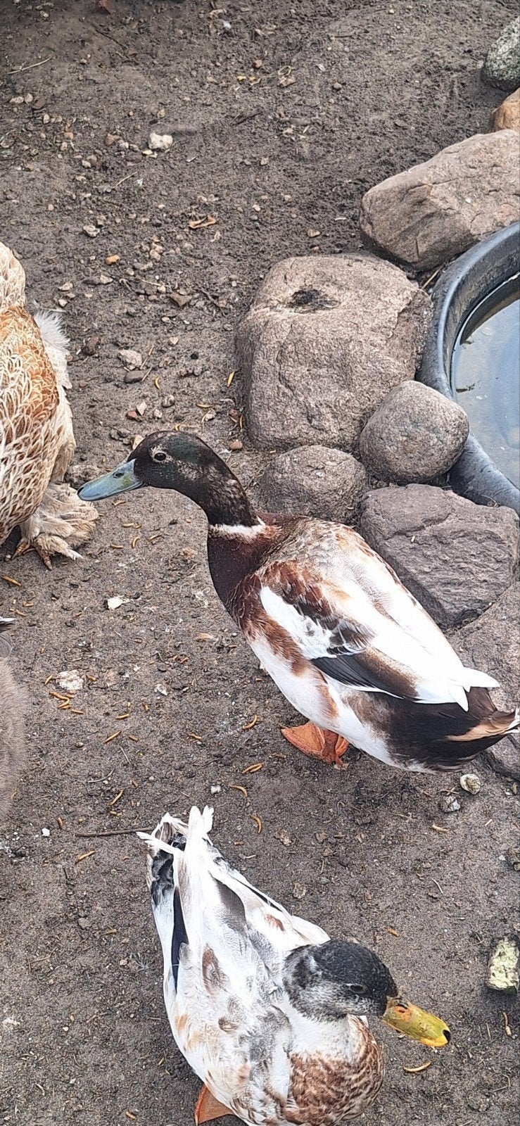Mooie Saksen eend woerd, Mannelijk, Eend