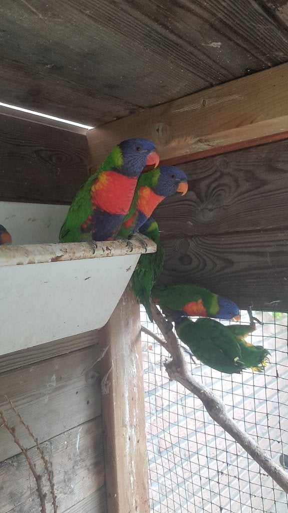 Koppel lori's te koop 350 per koppel 9 lori's beschikbaar, Dieren en Toebehoren, Vogels | Parkieten en Papegaaien, Meerdere dieren