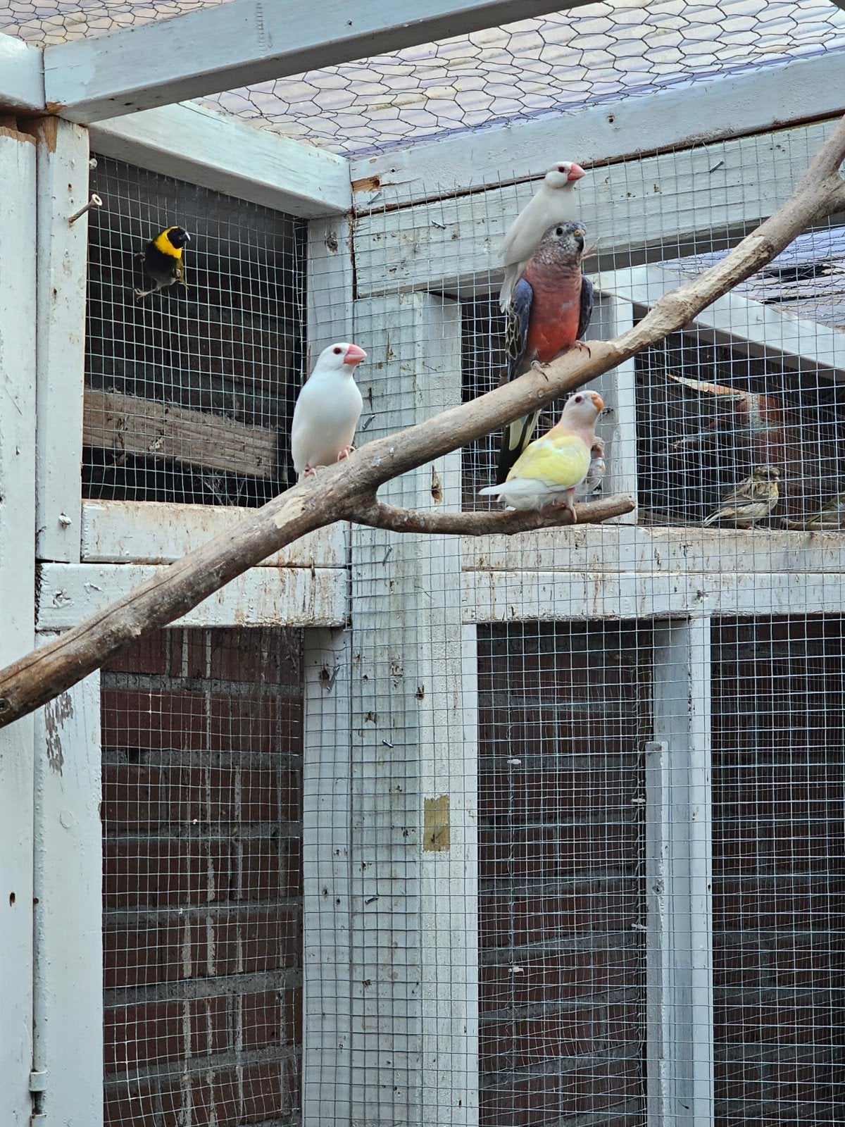 Koppel mooie rijstvogels, Dieren en Toebehoren, Meerdere dieren