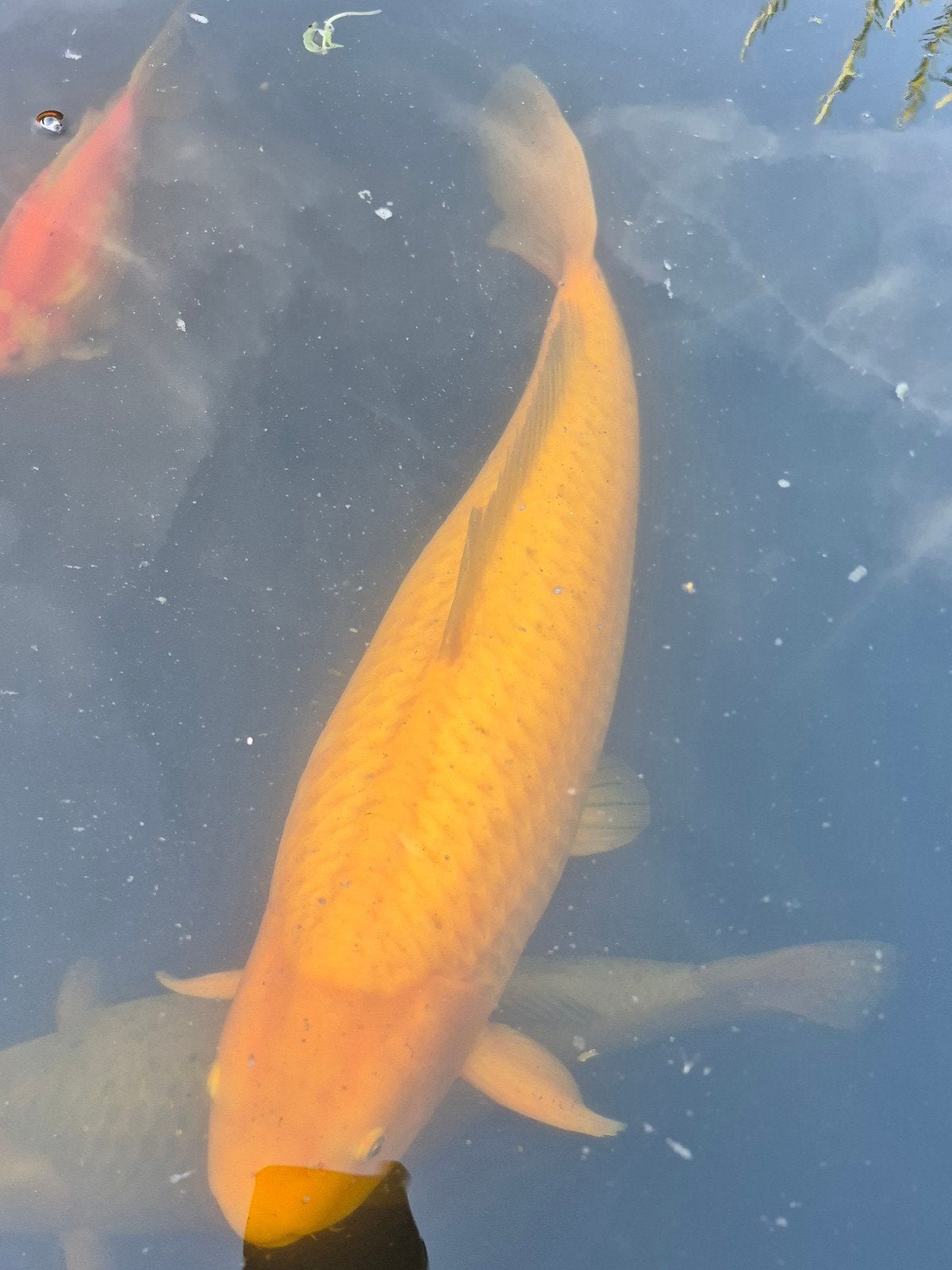 Gele koi ca 80 cm, Karper of Koi