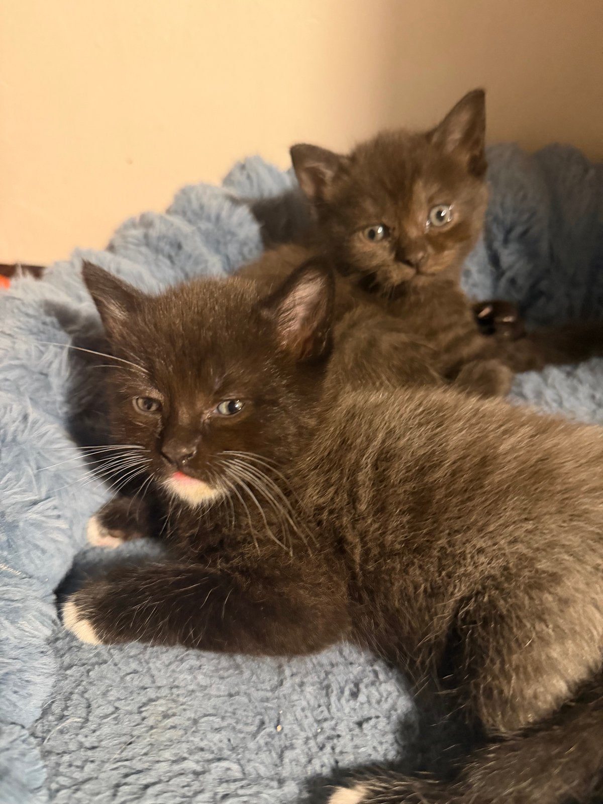 5 prachtige kittens – Britse Korthaar / Ragdoll mix, Meerdere dieren