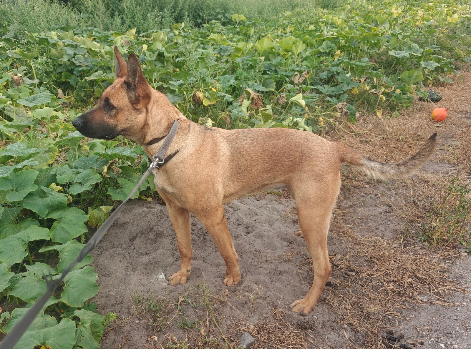 Grote Mechelse herder/Duitse herder teef, Dieren en Toebehoren, Honden | Herdershonden en Veedrijvers, Parvo, 1 tot 2 jaar, Teef