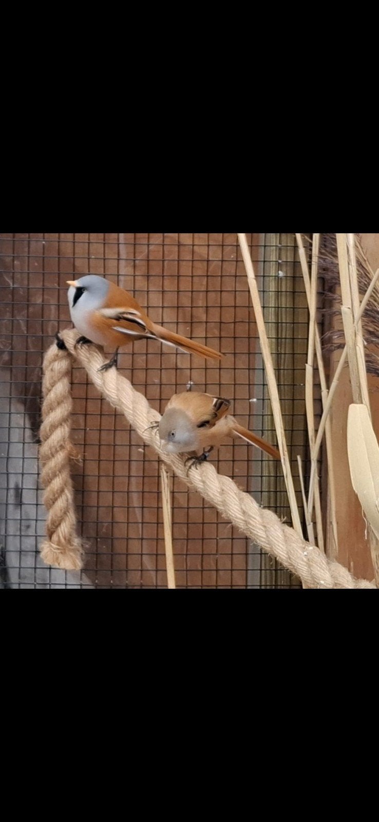 Mooi bewezen koppel baardmannen, Meerdere dieren, Wildzangvogel, Geringd