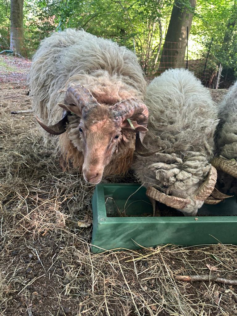 Heideschaap ram, Dieren en Toebehoren, Schapen, Geiten en Varkens, Mannelijk, Schaap