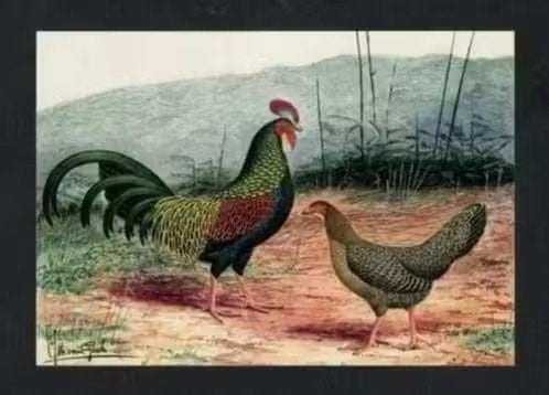Pluimvee Kippen Javaans Boshoen Boerderij, Van Gink., Verzamelen, Ansichtkaarten | Dieren, Ongelopen, 1980 tot heden, Vogel, Ophalen of Verzenden