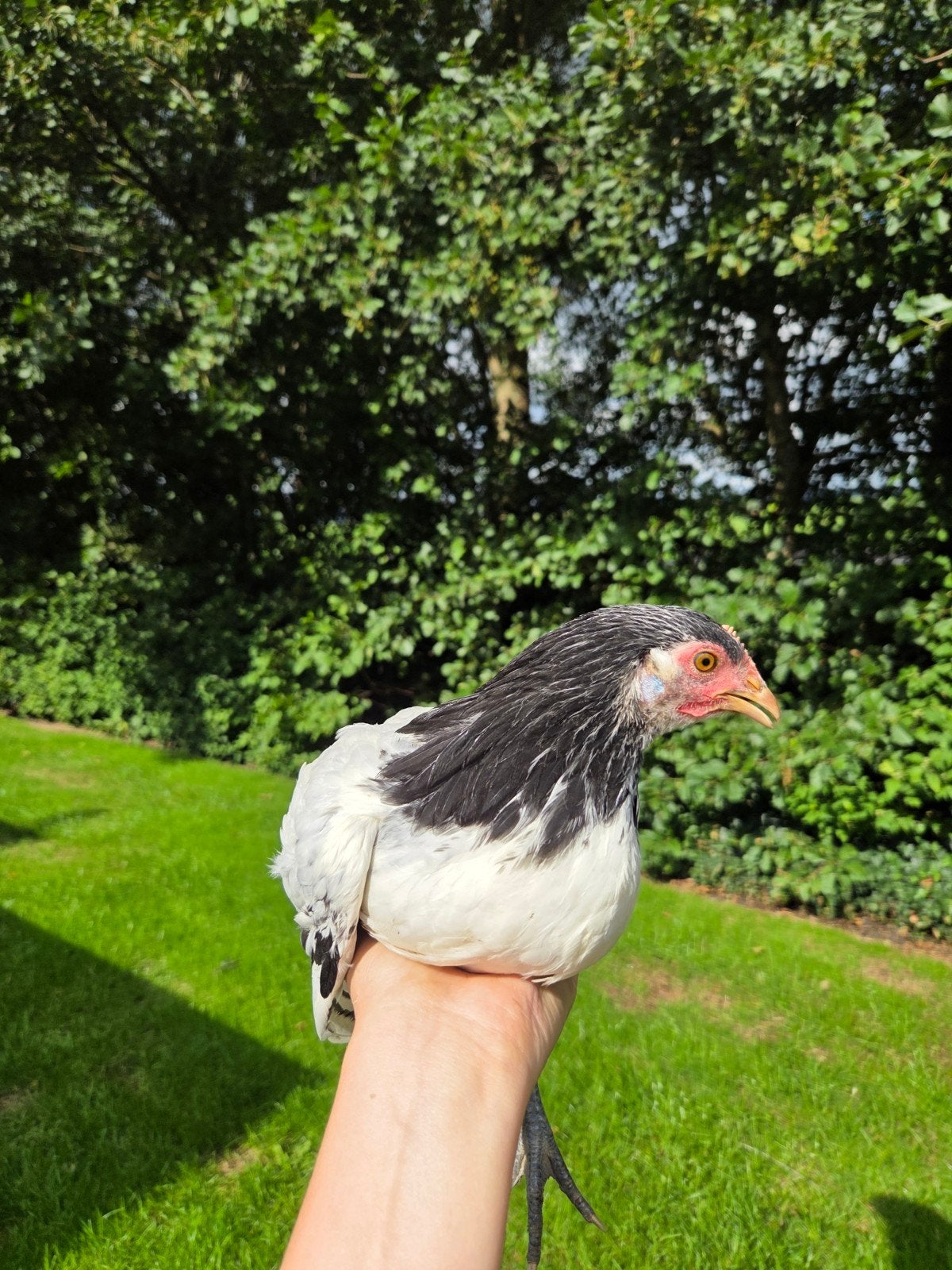 toompje lakenvelders zoekt huis!, Dieren en Toebehoren, Meerdere dieren, Kip