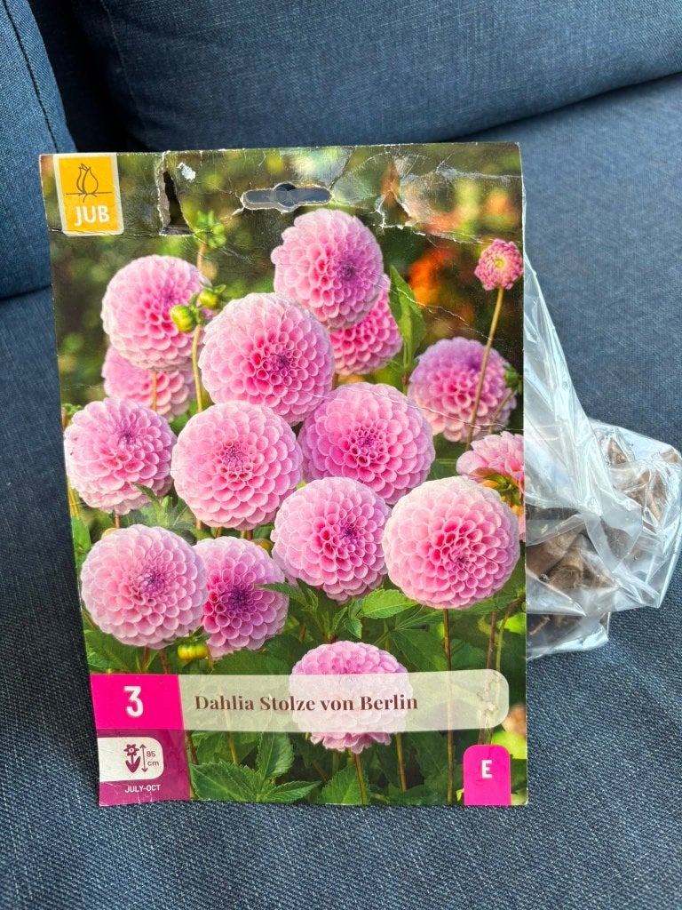 Dahlia’s bloembollen, gladiolen bloembollen, 12x mix in doos, Ophalen of Verzenden, Voorjaar, Volle zon, Knol