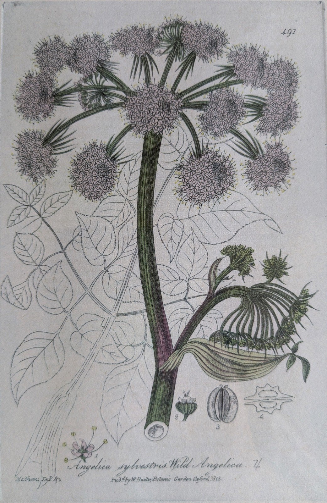 De wilde engelwortel Angelica sylvestris W. Baxter 1787-1871, Ophalen of Verzenden