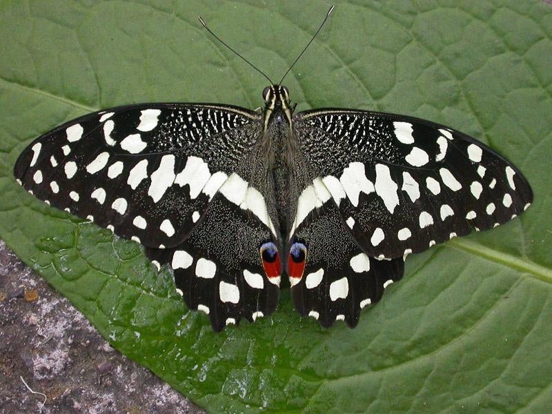 Rupsen Papilio Nireus / Papilio Demodocus, Overige soorten
