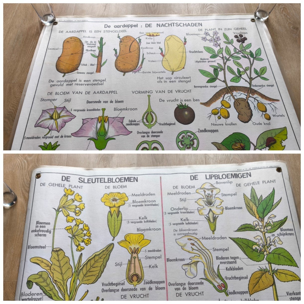 MDI Biologie Schoolplaat: aardappel en sleutelbloem, Antiek en Kunst, Ophalen of Verzenden, Natuur en Biologie