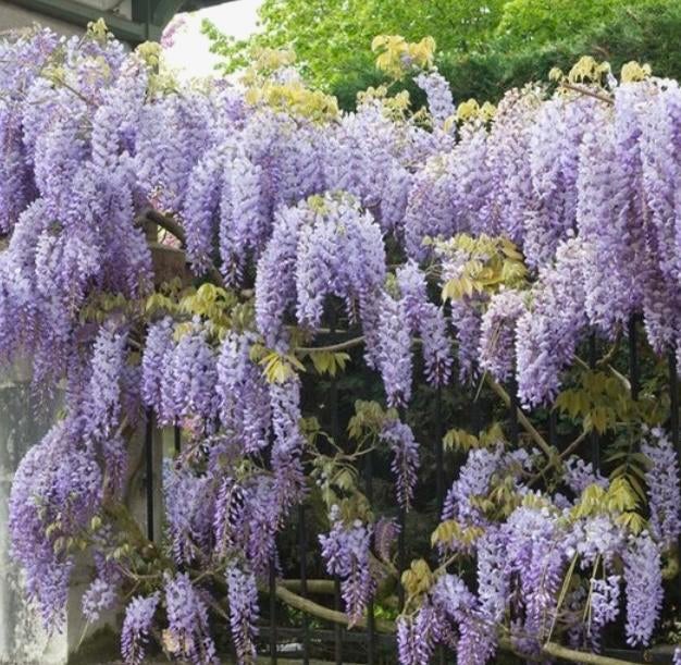 Blauwe Regen - Jonge plant, Tuin en Terras, Volle zon, Vaste plant, Lente, Ophalen