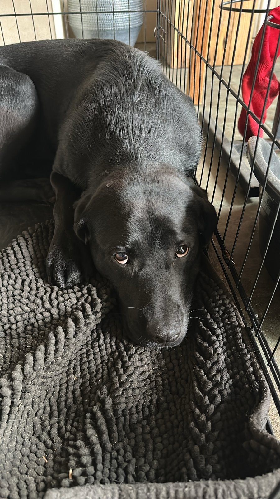 Gezocht; oppas hond, Ophalen, Nieuw